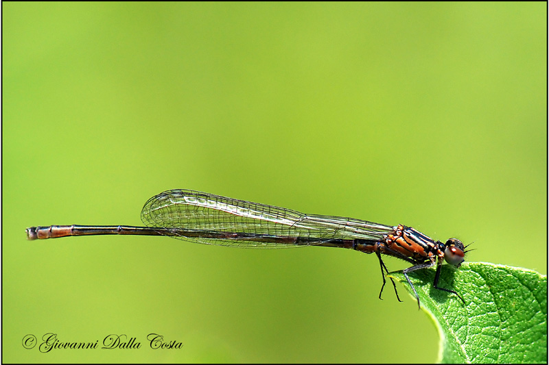 Damigelle da identificare